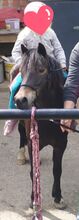 Welshponymix Stute
