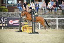 Competition pony