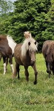 Windfarbene Stute, Naturtölterin 2 Jahre mit Aufzuchtsplatz