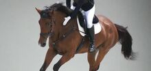 Shop Horse Tack Supplies and Equipment CanterCart Canter Cart