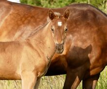 Wundervolles Quarter Horse Stutfohlen in Silver Bay