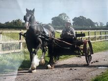 Italian Cart 2 wheels Italian