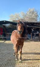 Pflegebeteiligung an Pony Wallach