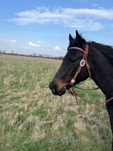 Wunderschöne American Quarter Stute/Zucht zugelassen