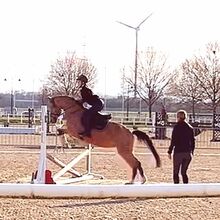 Wunderschöne hoch talentierte Deutsche Reitponystute