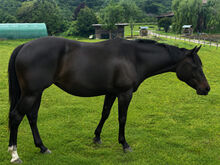 Wunderschöne Paint Horse Stute mit Herz und Allround-Potenzial