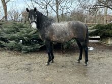 Wonderful Andalusian gelding is looking for his new home