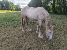 Wunderschöner Irish Cob in Sonderfarbe mit  Silver