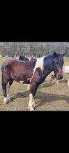 Wunderschöner Reitpony x Lewitzer Hengst aus 2022