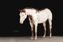 Wundervoll gezeichneter, unverbrauchter Paint Horse Wallach