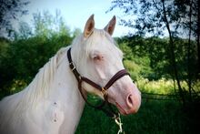 Aussergewöhnliche Quarter Horse Stute in toller Cremello Farbe