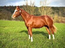 Außergewöhnliche Quarter Horse Stute mit Cutting-Talent