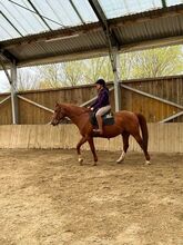 Unique opportunity chestnut gelding