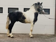 Außergewöhnlicher Kaltblut Wallach Porzellan Schecke