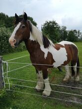 Family horses for sale 