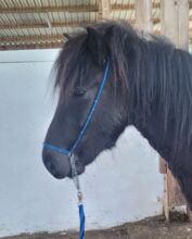 Show-Halfter Jährling blau/schwarz mit silbernen Perlen verziert Show-Halfter Jährling