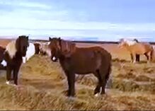 Jungstute mit Splash und viel Tölt