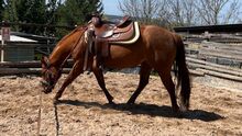 Junge Paint Horse Stute mit Showpotenzial und Traumcharakter
