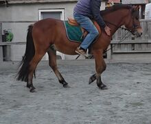 Jungpony zum weiter ausbilden!