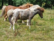 Junghengst American Miniature Horse Pintaloosa
