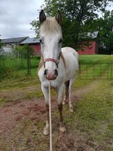 Jungspund - 4jähriger PRE/Appaloosa Tigerschecke Wallach