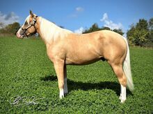 Youngster der Extraklasse: Palomino Quarter Horse Hengst mit Perspektive