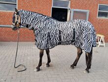 Zebra Fliegendecke Weide mit Halsteil und Bauchlatz BTS Bywater International Clothing Zebra Fliegendecke Weide mit Halsteil und Bauchlatz
