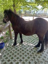 Beistellpferd