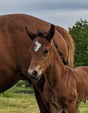Connemara Fohlen - Sportlich & Klug Hengst - Prince Pascal