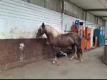 Family horses for sale 