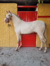 Pura Rasa Española