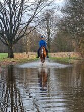 ZUM VERKAUF STEHT UNSERE PONYSTUTE; Standort: 38162