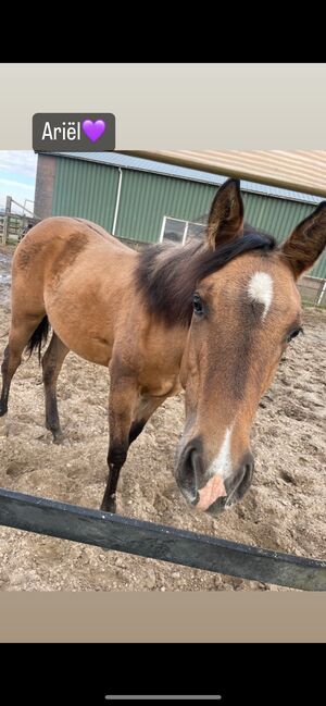 1,5 year old APHA mare, Faye, Pferd kaufen, Kortenhoef, Abbildung 5