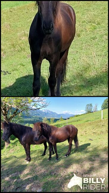 1,5 jähriger Isländer Wallach, SG, Horses For Sale, Irdning, Image 3