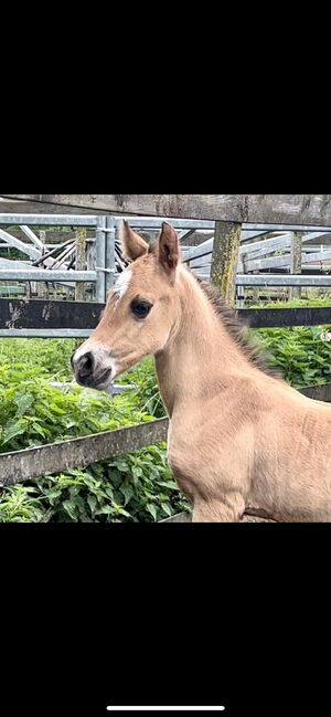 1,5 year old APHA mare, Faye, Konie na sprzedaż, Kortenhoef, Image 12