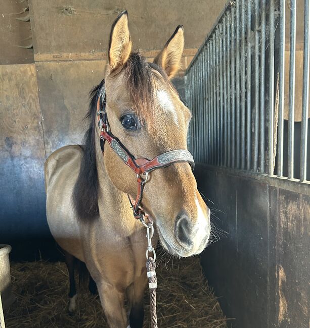 1,5 year old APHA mare, Faye, Horses For Sale, Kortenhoef, Image 9