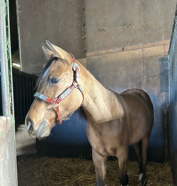 1,5 year old APHA mare, Faye, Horses For Sale, Kortenhoef, Image 11