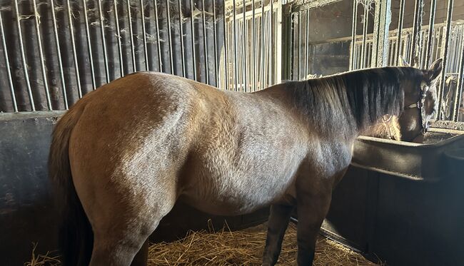 1,5 year old APHA mare, Faye, Horses For Sale, Kortenhoef, Image 10