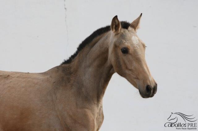1,5 jähriges Buckskin Stutfohlen - direkt vom Züchter, Thomas Adams (Caballos PRE), Horses For Sale, Bell, Image 5