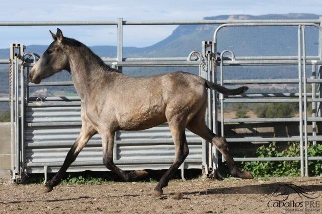 1,5 jähriger PRE Buckskin Hengst - direkt vom Züchter, Thomas Adams (Caballos PRE), Horses For Sale, Bell, Image 2