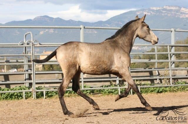 1,5 jähriger PRE Buckskin Hengst - direkt vom Züchter, Thomas Adams (Caballos PRE), Horses For Sale, Bell, Image 9