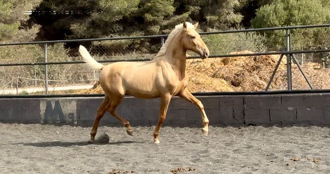 1,5 jähriger PRE Palomino Hengst, Thomas Adams (Caballos PRE), Horses For Sale, Bell