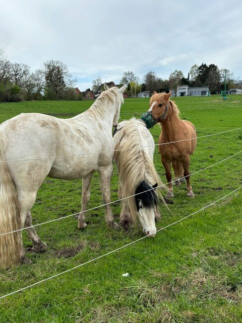 1 Box im Winter / Offenstall im Sommer, Familie Kaske , Horse Stables, Süsel , Image 4