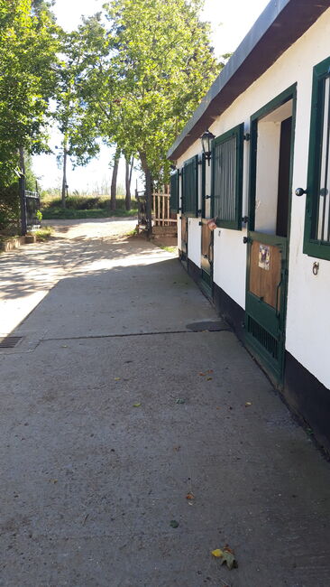 1 freier Platz nur noch im Pferdeparadies, Bemer Partnerin Maria Höltge, Horse Stables, Halberstadt, Image 2