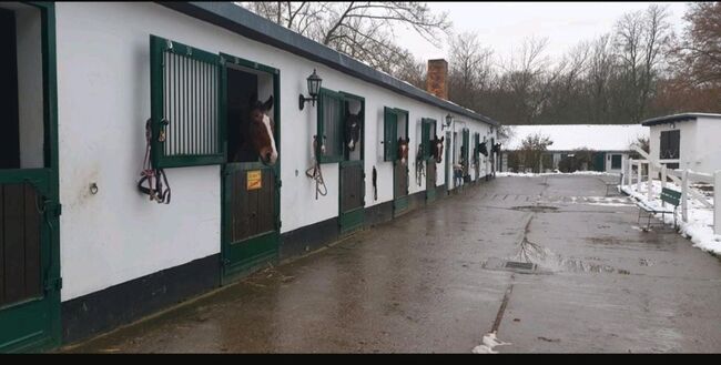 1 freier Platz nur noch im Pferdeparadies, Bemer Partnerin Maria Höltge, Horse Stables, Halberstadt, Image 10