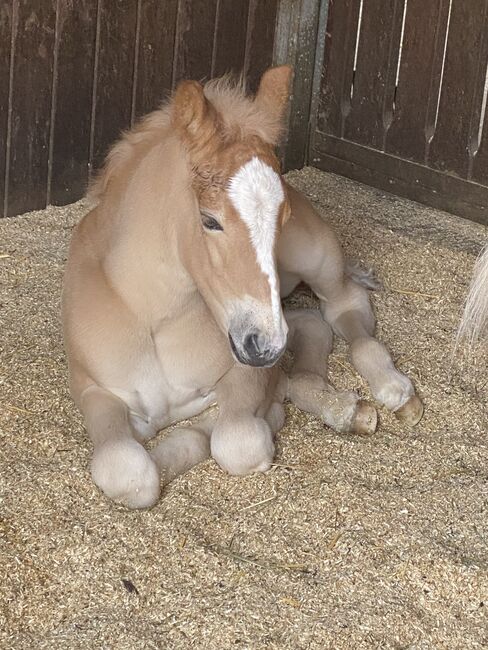 1Jähriger Haflinger Wallach, Elena Gosswiler, Horses For Sale, Thusis, Image 3