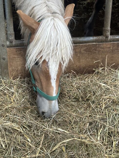 1Jähriger Haflinger Wallach, Elena Gosswiler, Horses For Sale, Thusis, Image 11