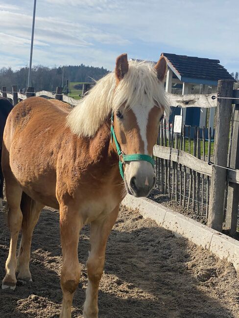 1Jähriger Haflinger Wallach, Elena Gosswiler, Horses For Sale, Thusis, Image 6