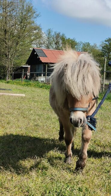 1 jarige shetlander hengst, Marije, Pferd kaufen, Eerbeek, Abbildung 4