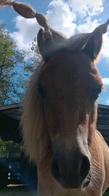 1 jarige shetlander hengst, Marije, Konie na sprzedaż, Eerbeek, Image 2